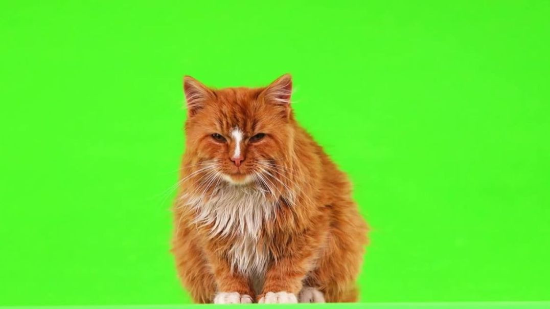 Cat Silent Green Screen Video Free Download with Cat Meow Sound